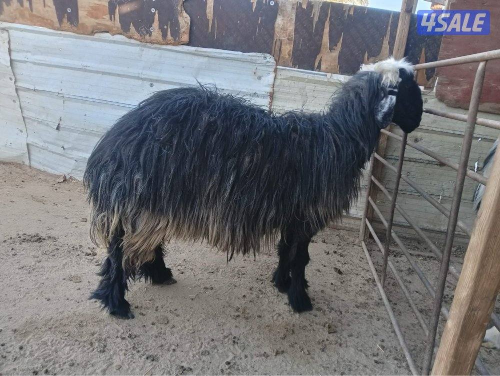 البيع نعجه دعيه1