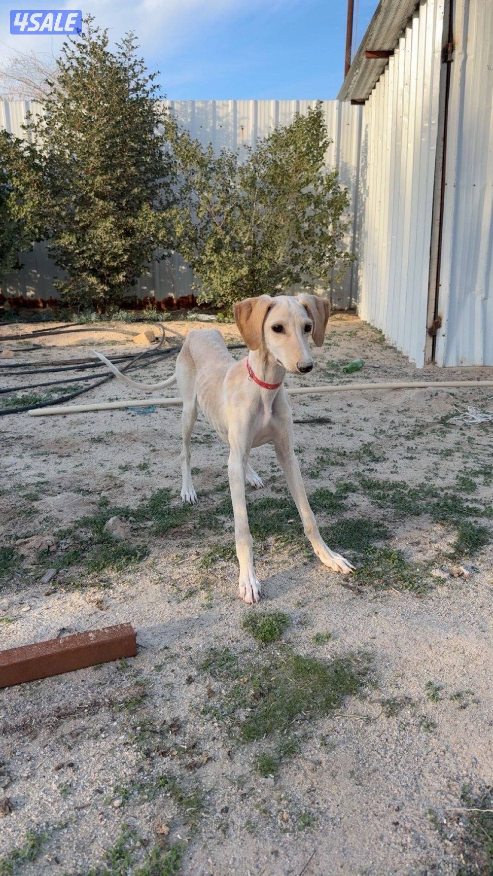 سلقه اسمها ضبيه لعوبه ماتعض وعمرها ٤شهور وخاليه من الامراض بيعه سريعه0