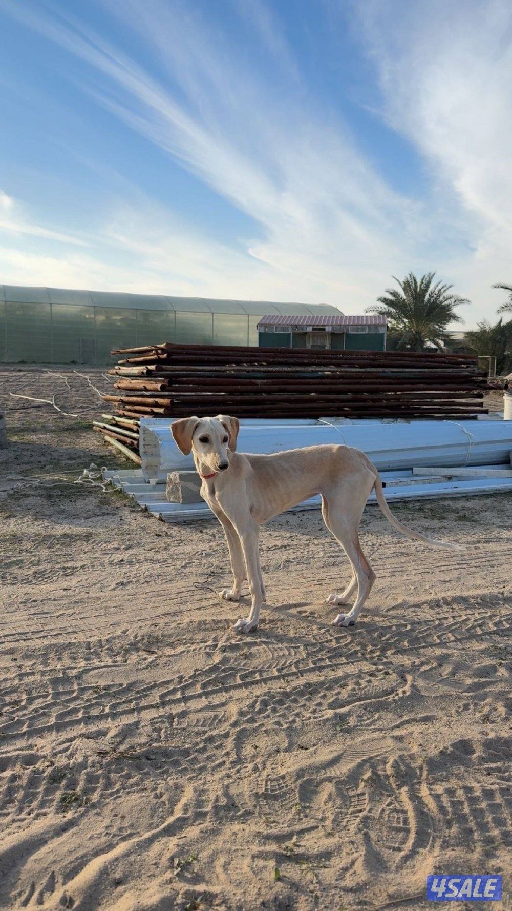 سلقه اسمها ضبيه لعوبه ماتعض وعمرها ٤شهور وخاليه من الامراض بيعه سريعه1