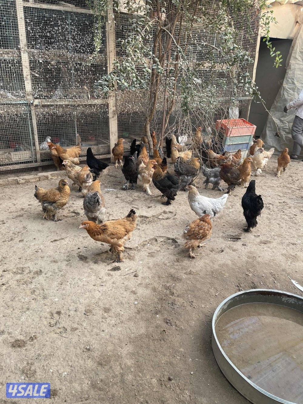 للبيع دجاج براهما  العمر من 5 شهور الي 6 شهور  المجموعه ديك ودجاجتين0