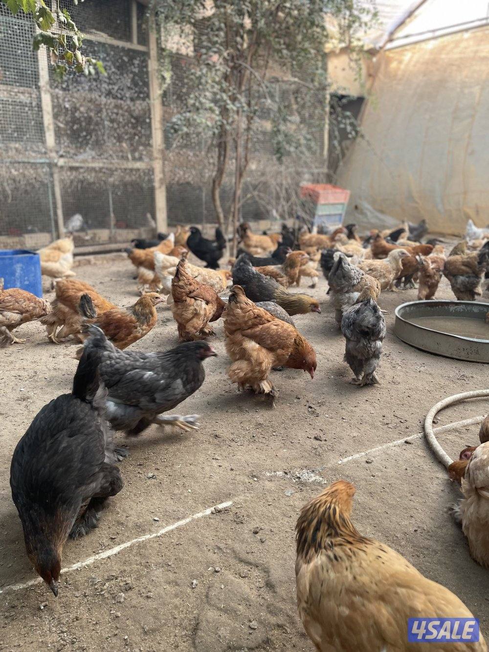 للبيع دجاج براهما  العمر من 5 شهور الي 6 شهور  المجموعه ديك ودجاجتين1