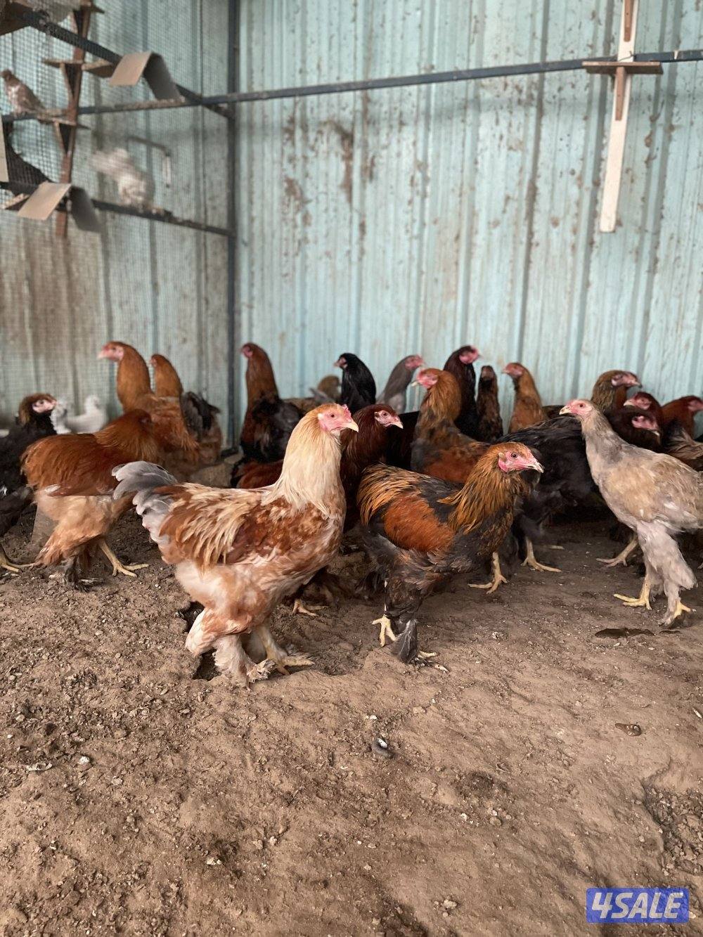 للبيع دجاج براهما  العمر من 5 شهور الي 6 شهور  المجموعه ديك ودجاجتين2