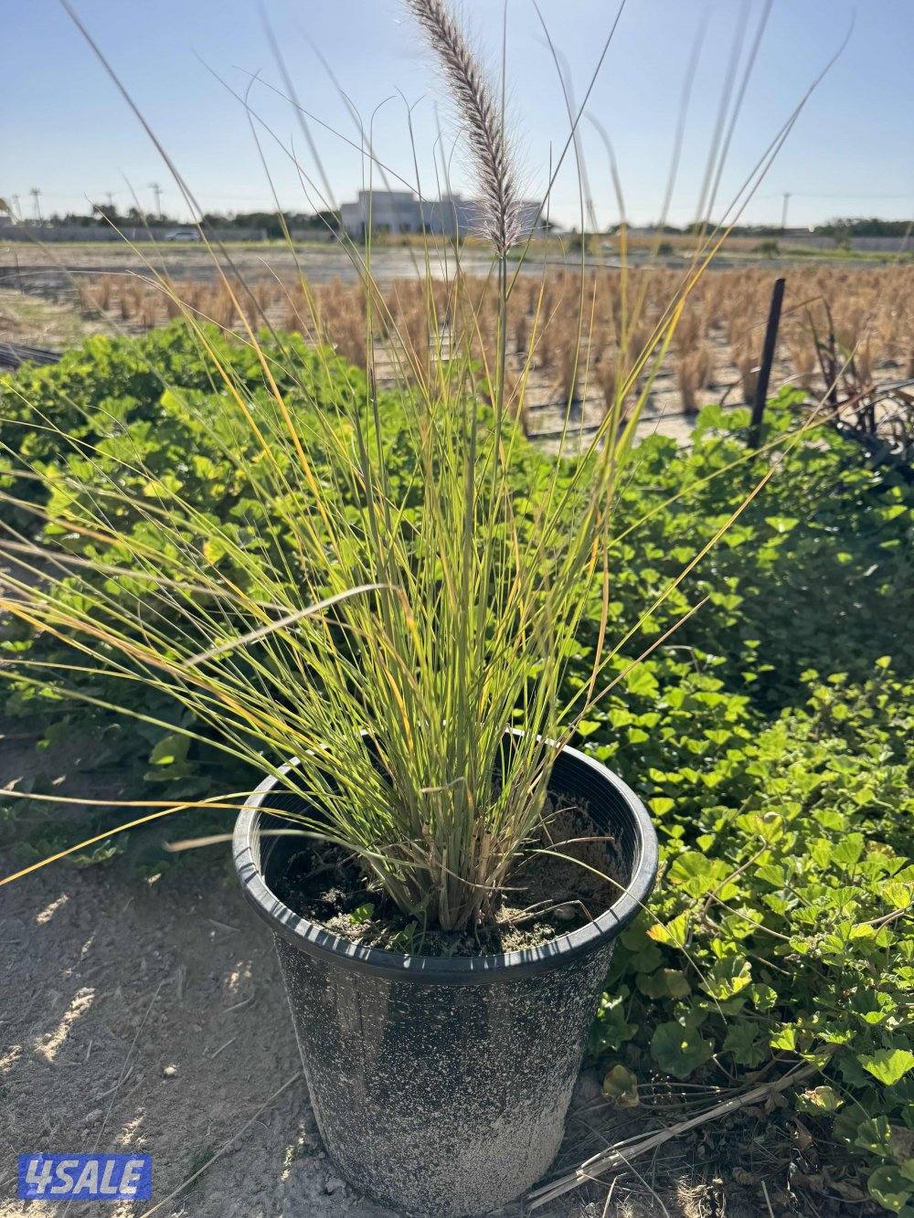 نبات الحلفا سودا0