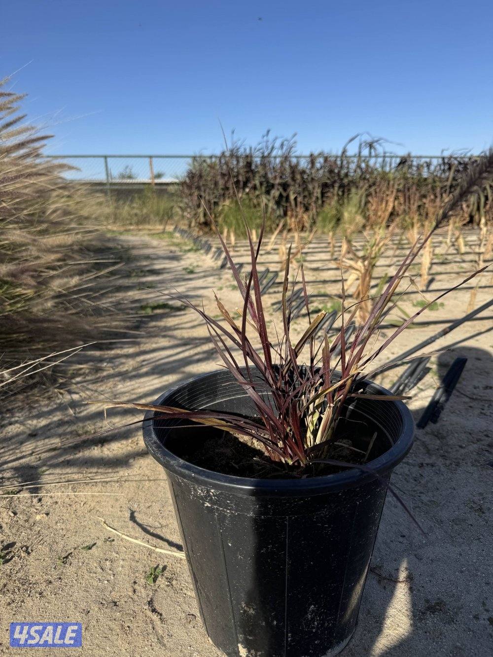 نبات الحلفا سودا1