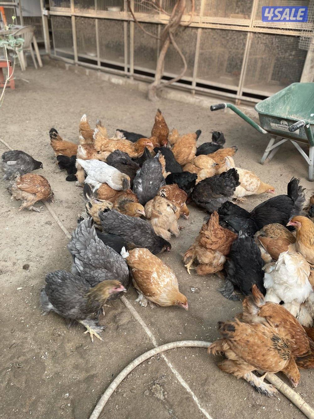 للبيع دجاج براهما  العمر من 5 شهور الي 6 شهور  المجموعه ديك ودجاجتين4