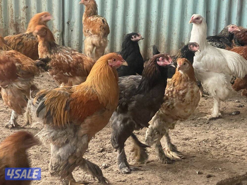 للبيع دجاج براهما  العمر من 5 شهور الي 6 شهور  المجموعه ديك ودجاجتين5