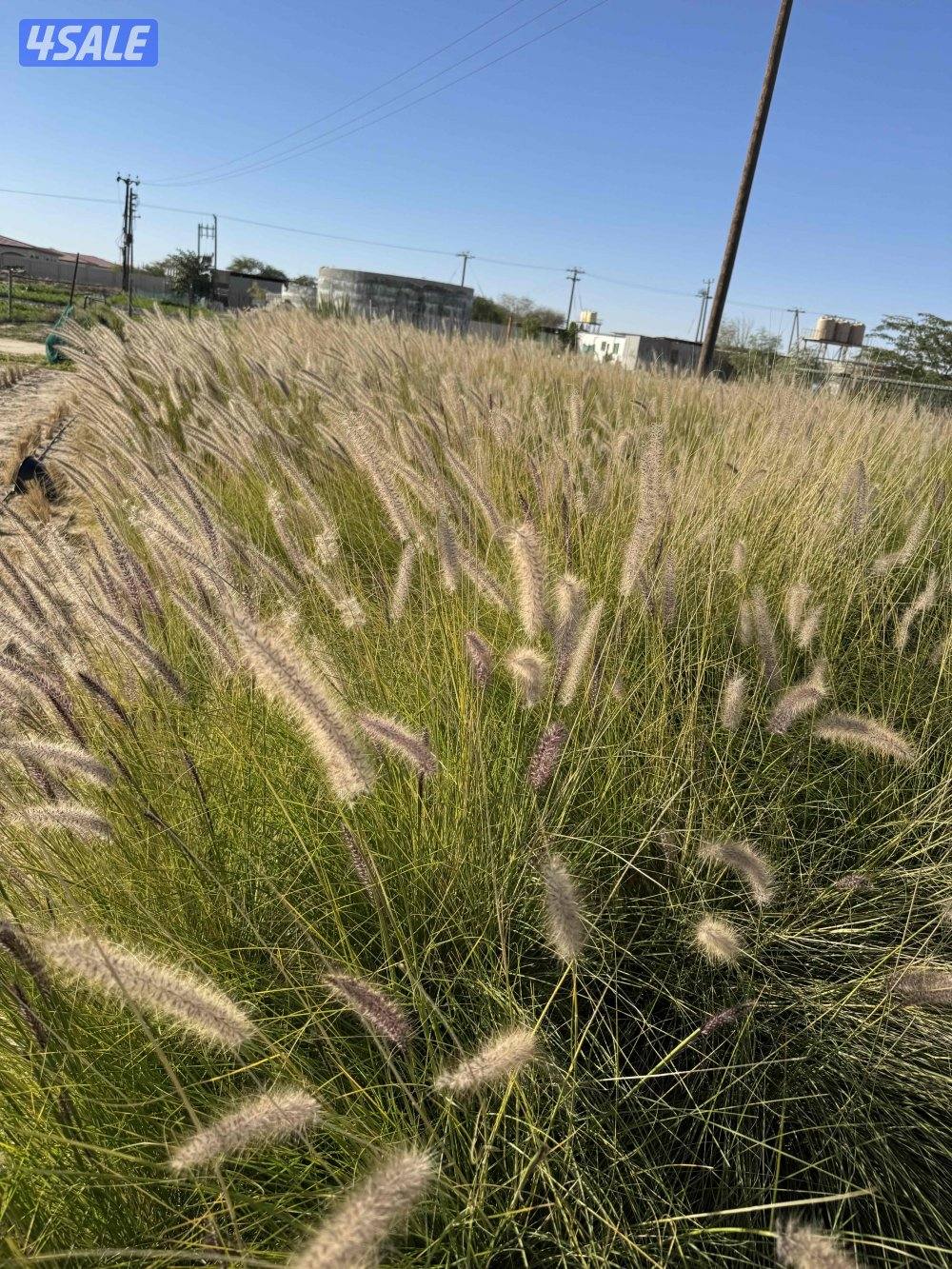 نبات الحلفا سودا2