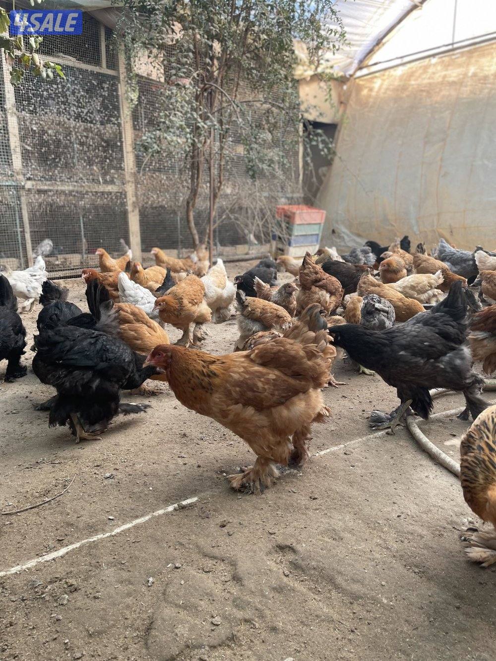 للبيع دجاج براهما  العمر من 5 شهور الي 6 شهور  المجموعه ديك ودجاجتين6