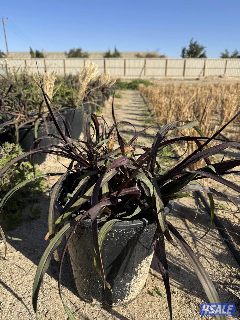 نبات الحلفا سودا3