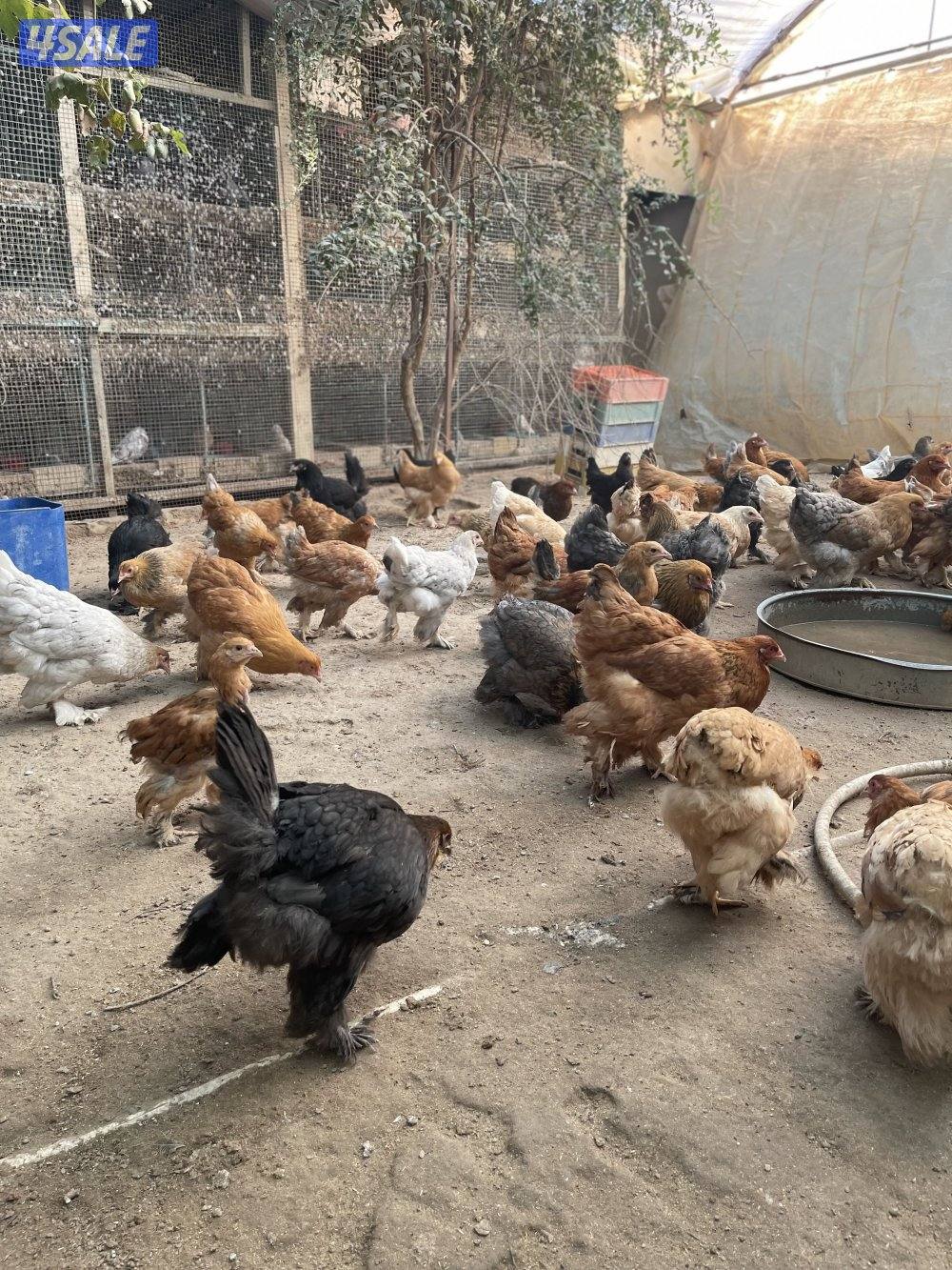 للبيع دجاج براهما  العمر من 5 شهور الي 6 شهور  المجموعه ديك ودجاجتين7