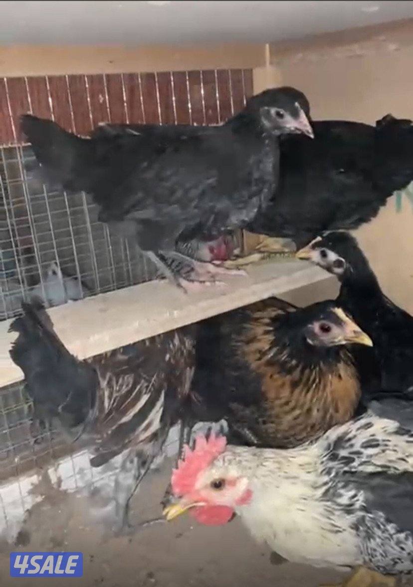 للبيع فروخ دجاج عراقي اربع شهور ب دينارين وشهرين بدينار0