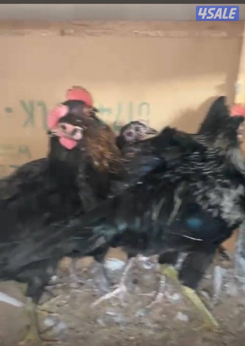 للبيع فروخ دجاج عراقي اربع شهور ب دينارين وشهرين بدينار1