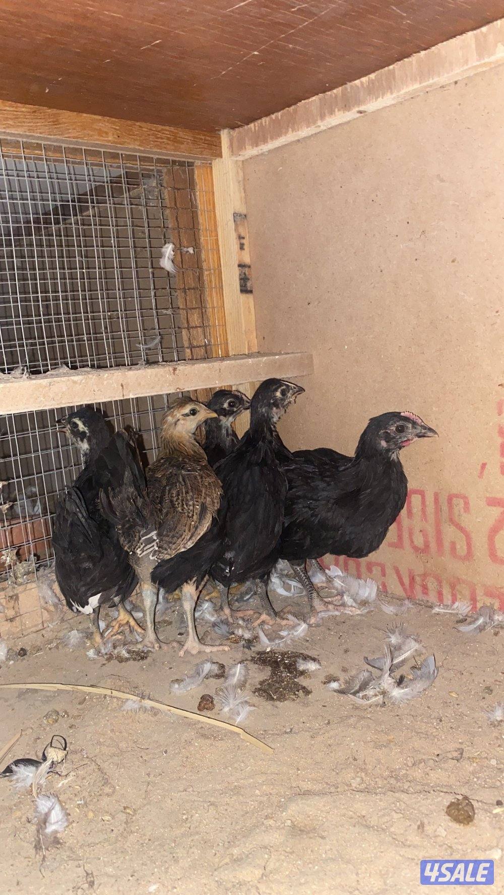للبيع فروخ دجاج عراقي اربع شهور ب دينارين وشهرين بدينار2