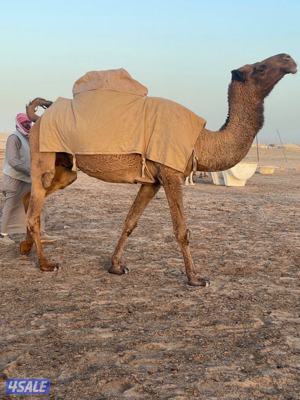 ناقه معشرسلم وصحاه علي فحل طيب0