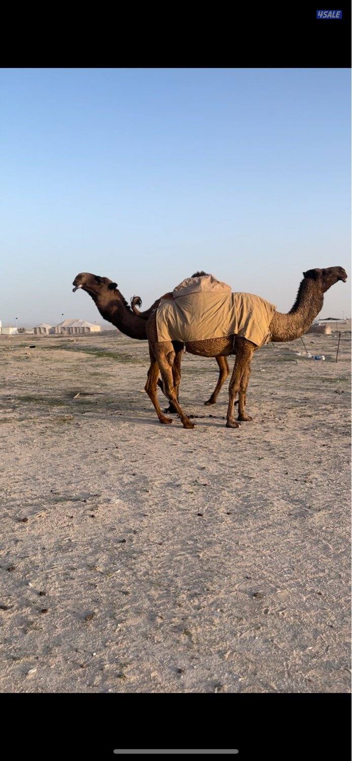 ناقه معشرسلم وصحاه علي فحل طيب1