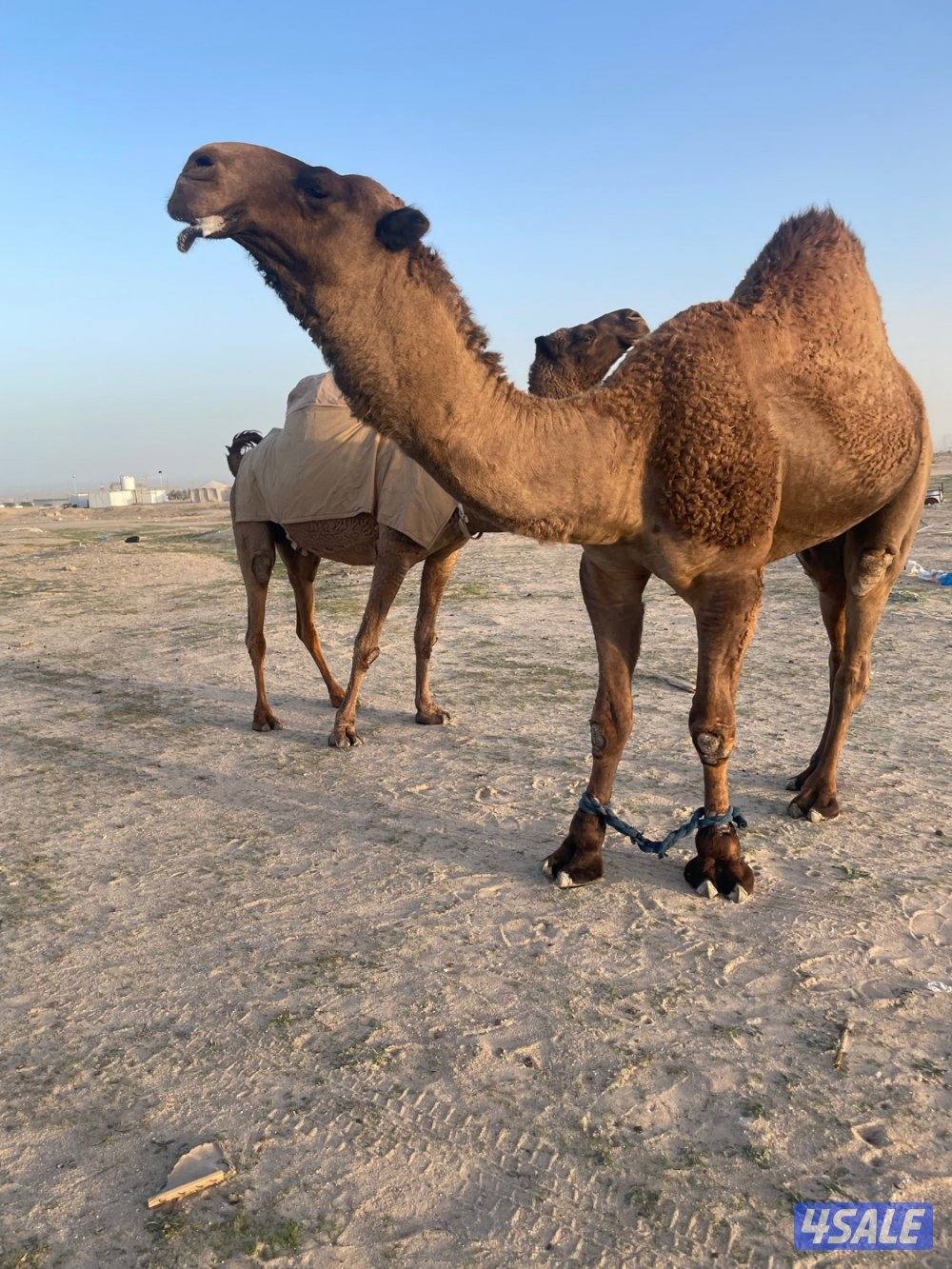 ناقه معشرسلم وصحاه علي فحل طيب3