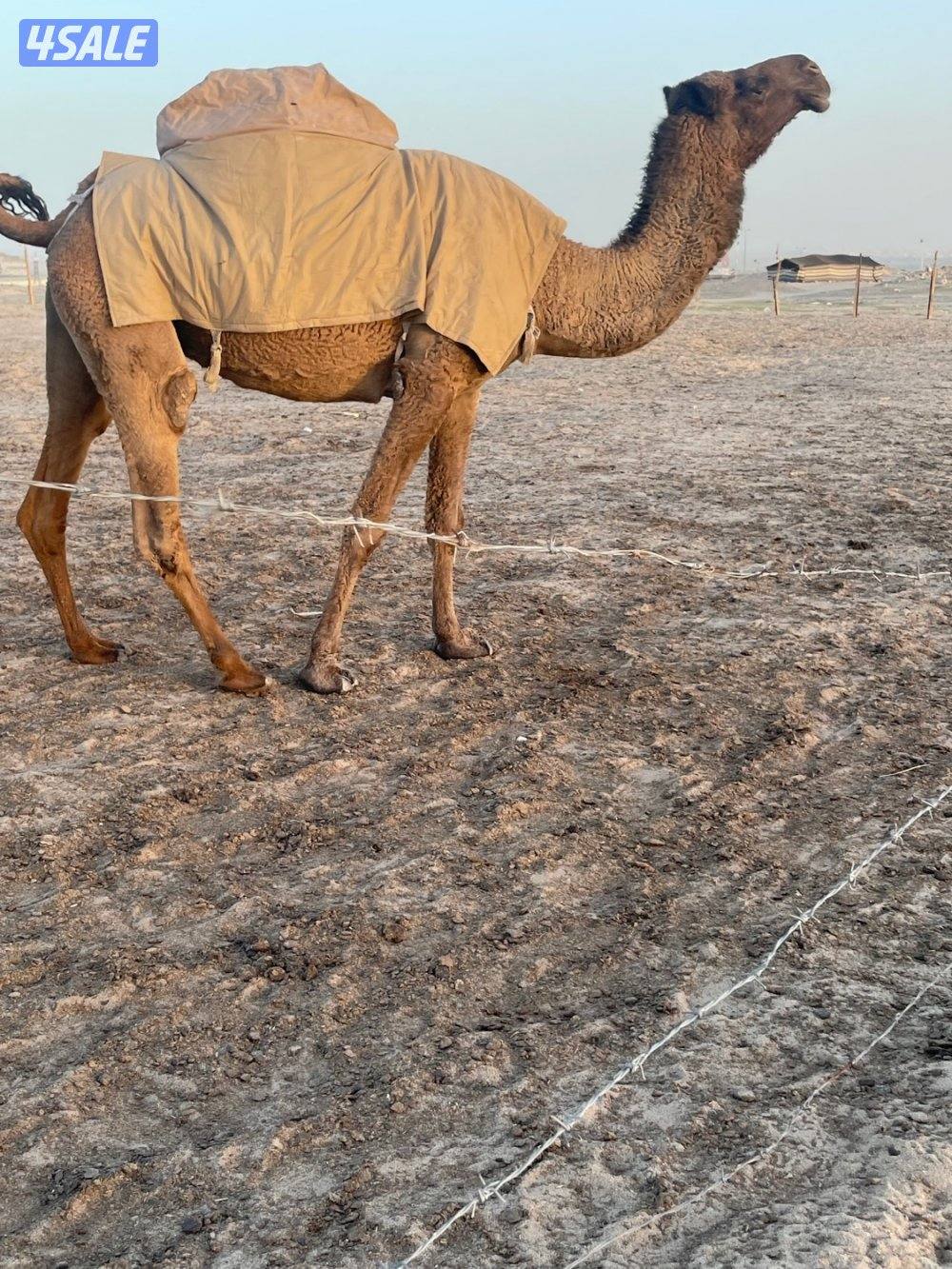 ناقه معشرسلم وصحاه علي فحل طيب2