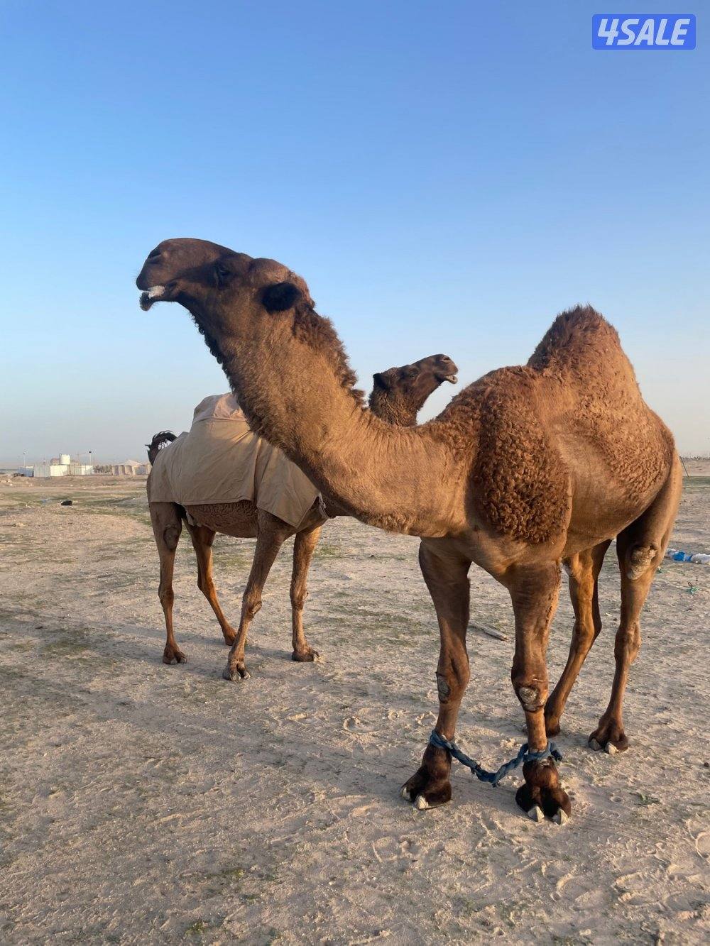 ناقه معشرسلم وصحاه علي فحل طيب4