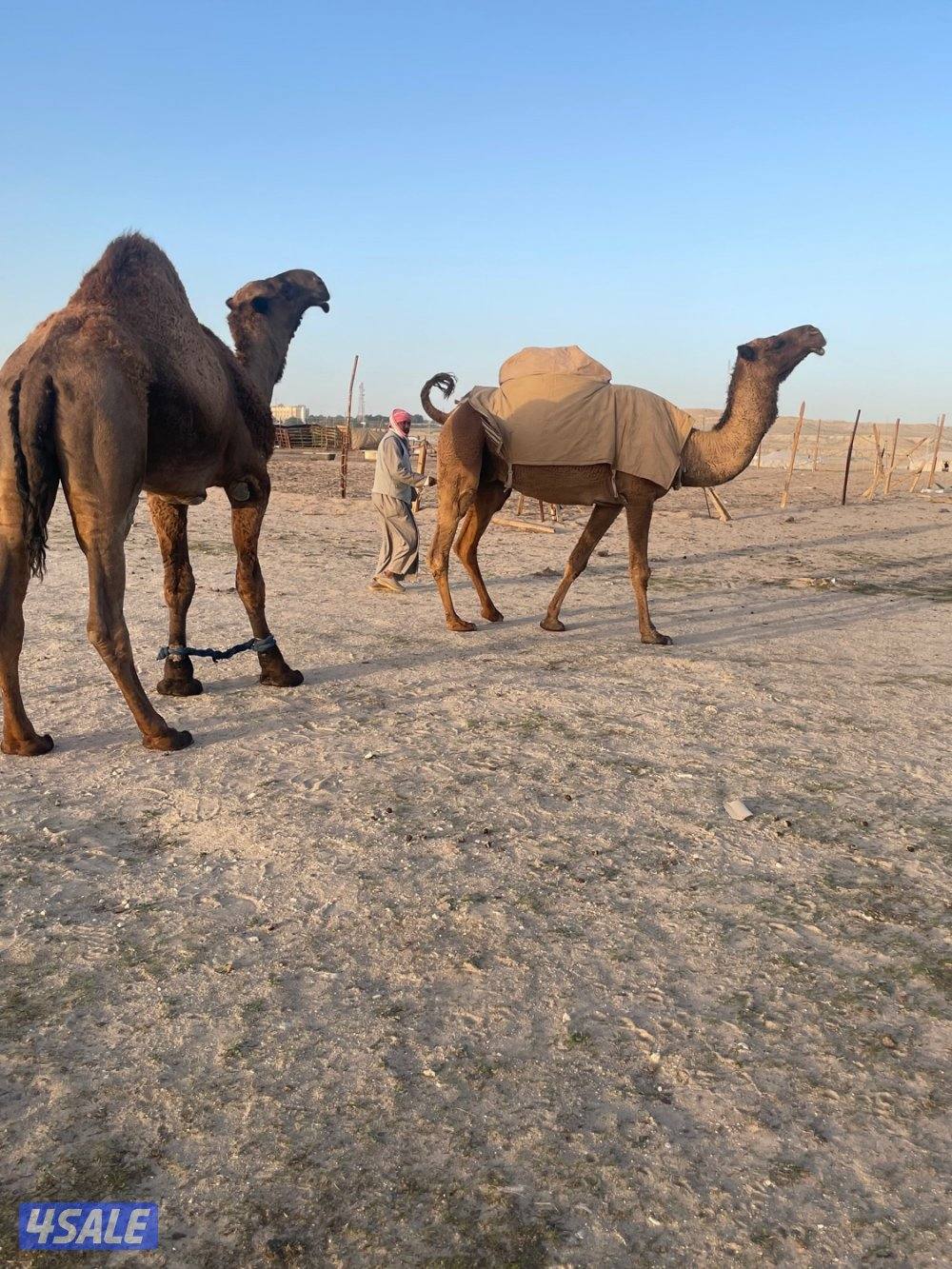 ناقه معشرسلم وصحاه علي فحل طيب7