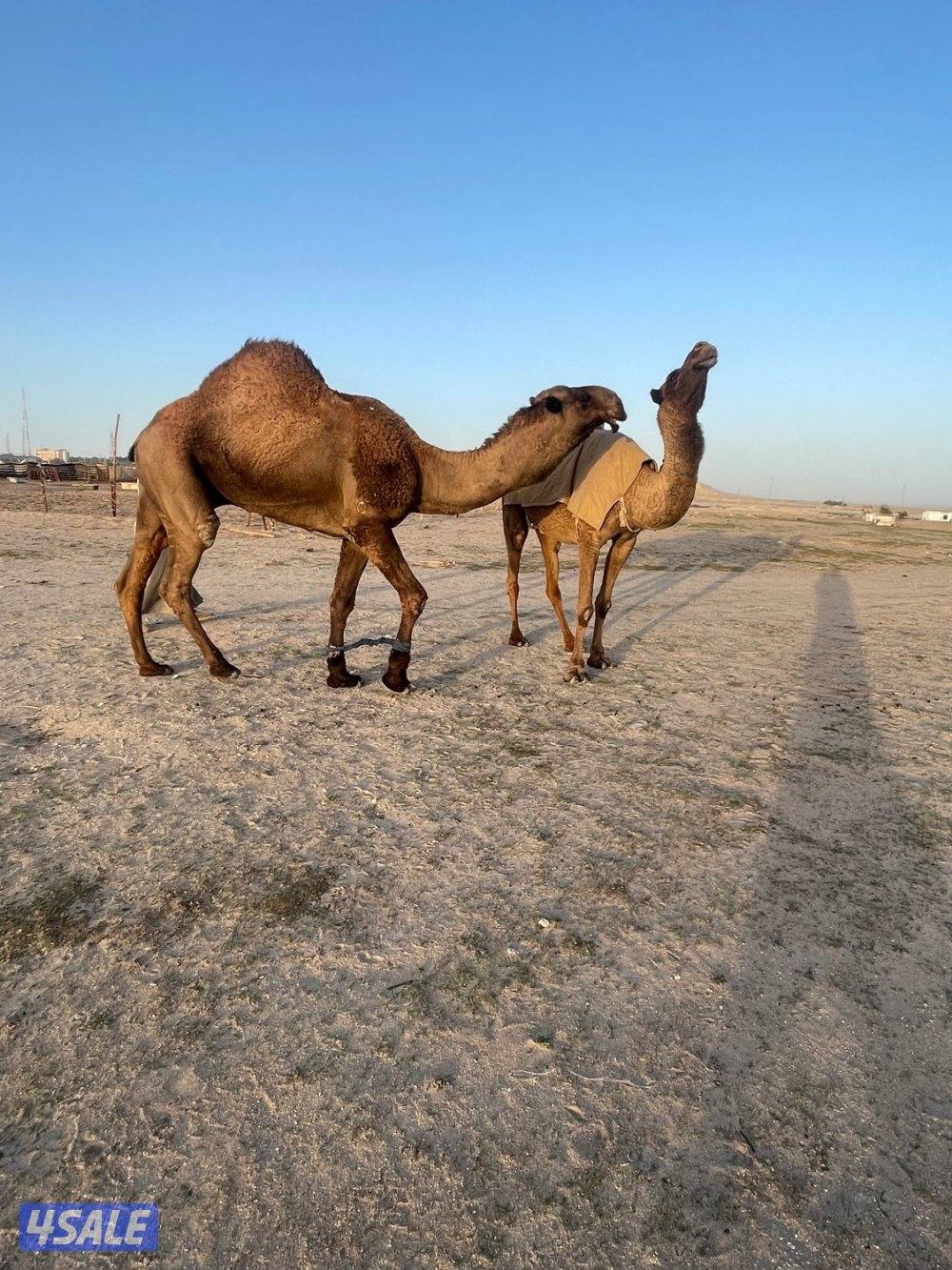 ناقه معشرسلم وصحاه علي فحل طيب8