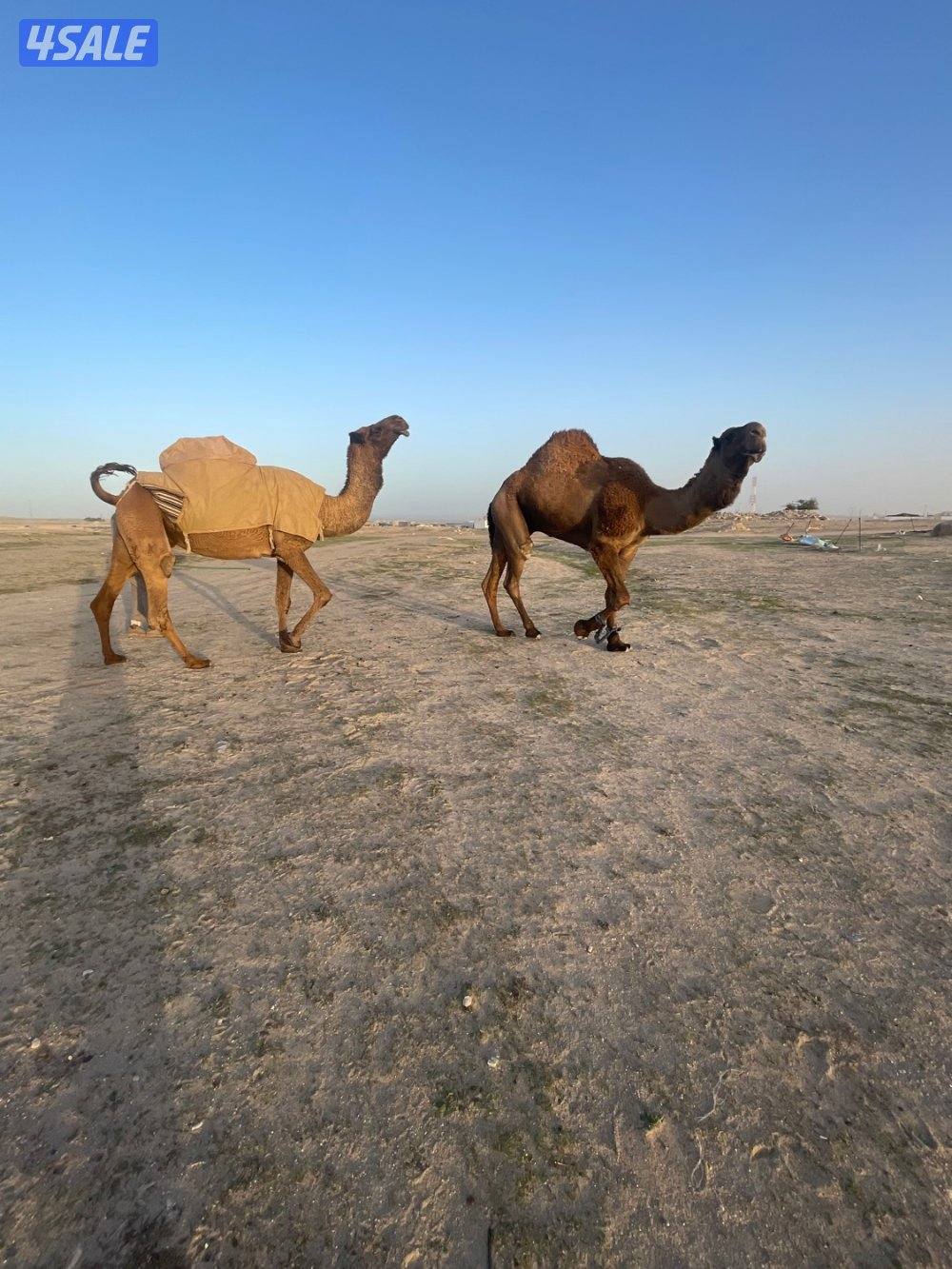 ناقه معشرسلم وصحاه علي فحل طيب9