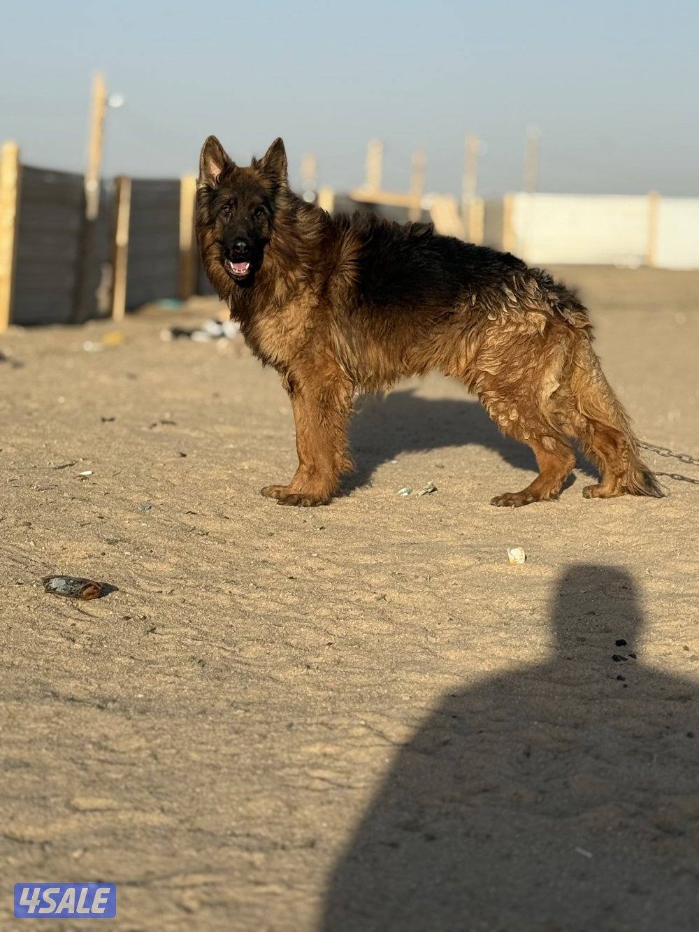 للبيع جيرمن وارد اوكرانيه مع بدقري واوراقه كامله عمره ١١ شهر جامبو مع1