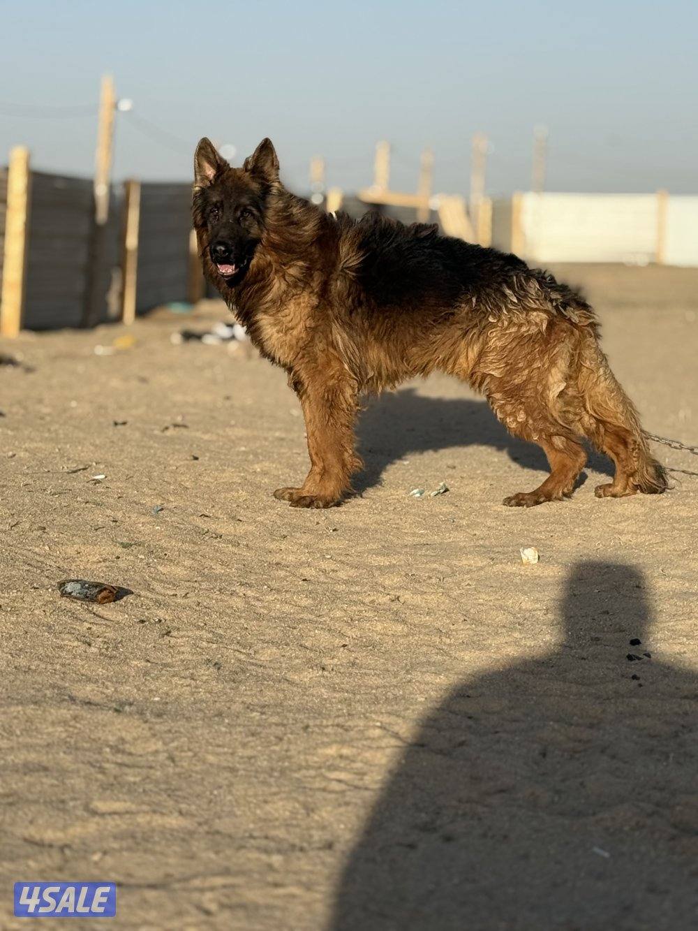 للبيع جيرمن وارد اوكرانيه مع بدقري واوراقه كامله عمره ١١ شهر جامبو مع2