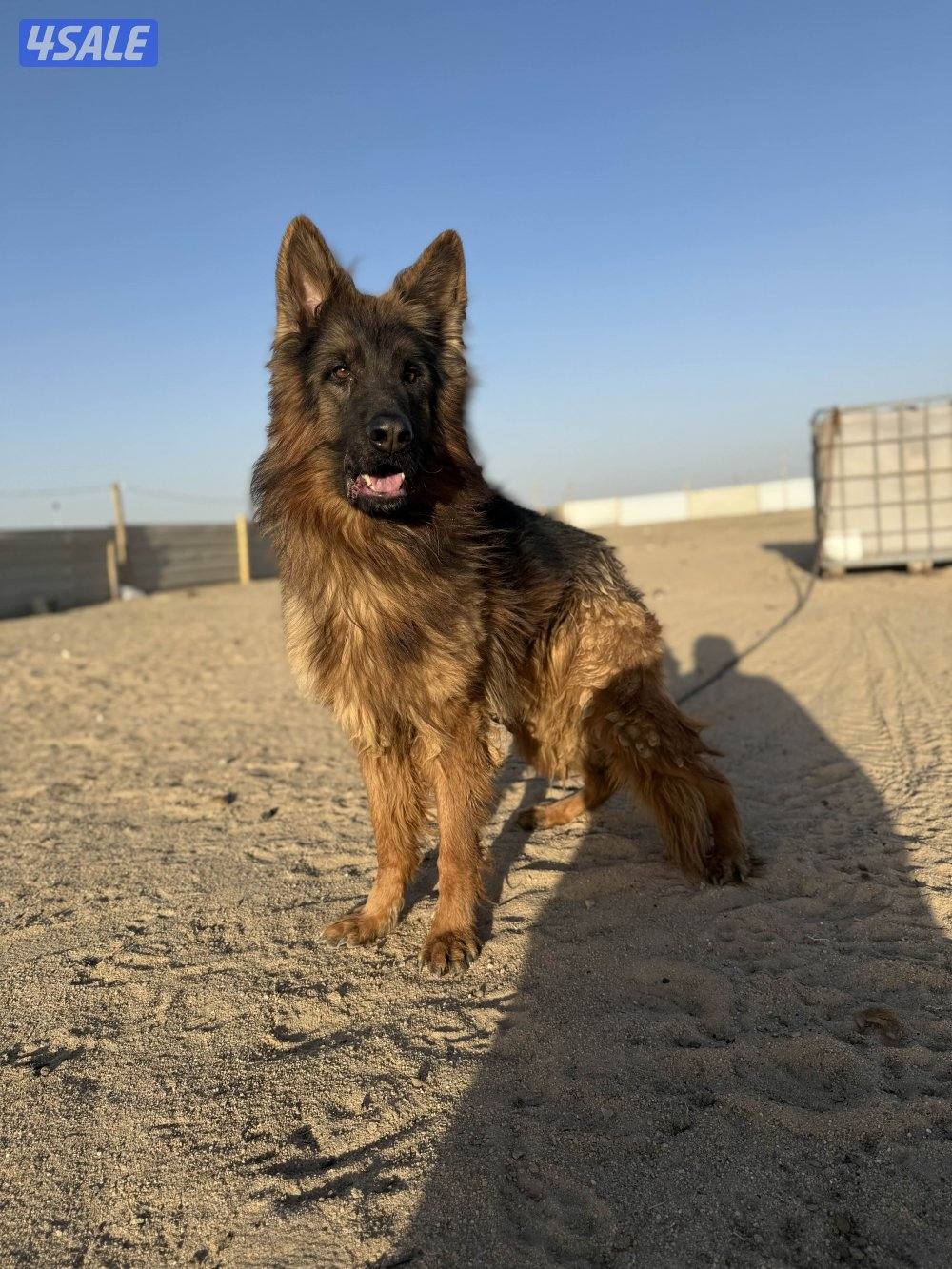 للبيع جيرمن وارد اوكرانيه مع بدقري واوراقه كامله عمره ١١ شهر جامبو مع3