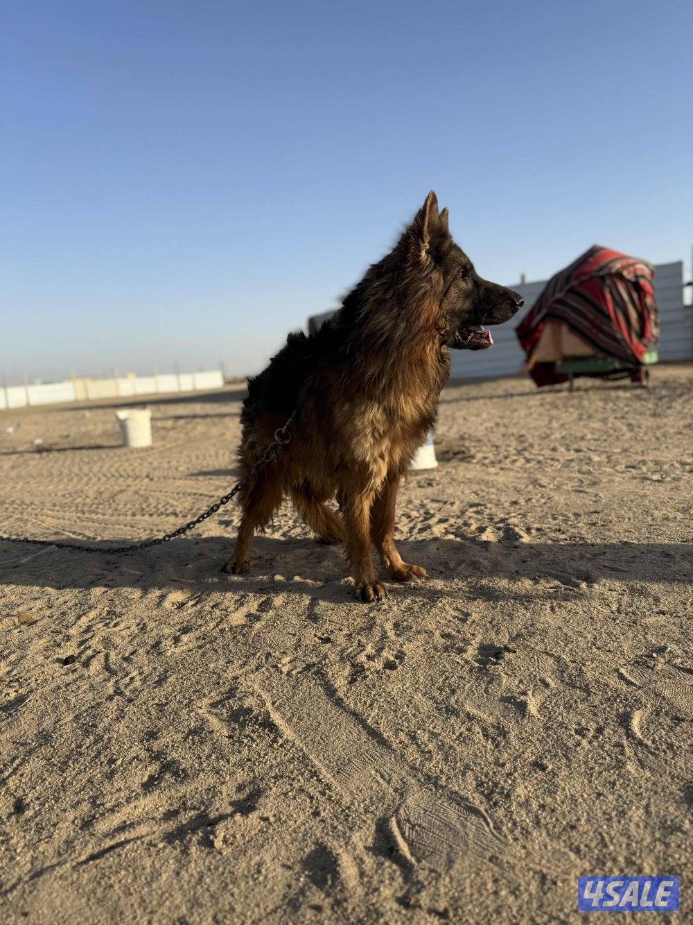 للبيع جيرمن وارد اوكرانيه مع بدقري واوراقه كامله عمره ١١ شهر جامبو مع4