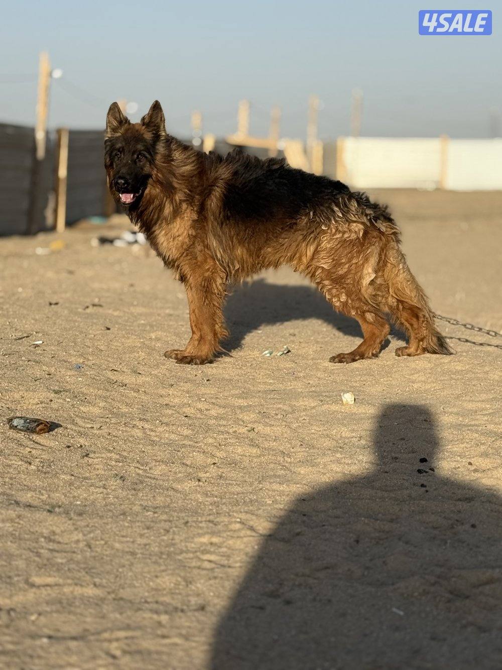 للبيع جيرمن وارد اوكرانيه مع بدقري واوراقه كامله عمره ١١ شهر جامبو مع5