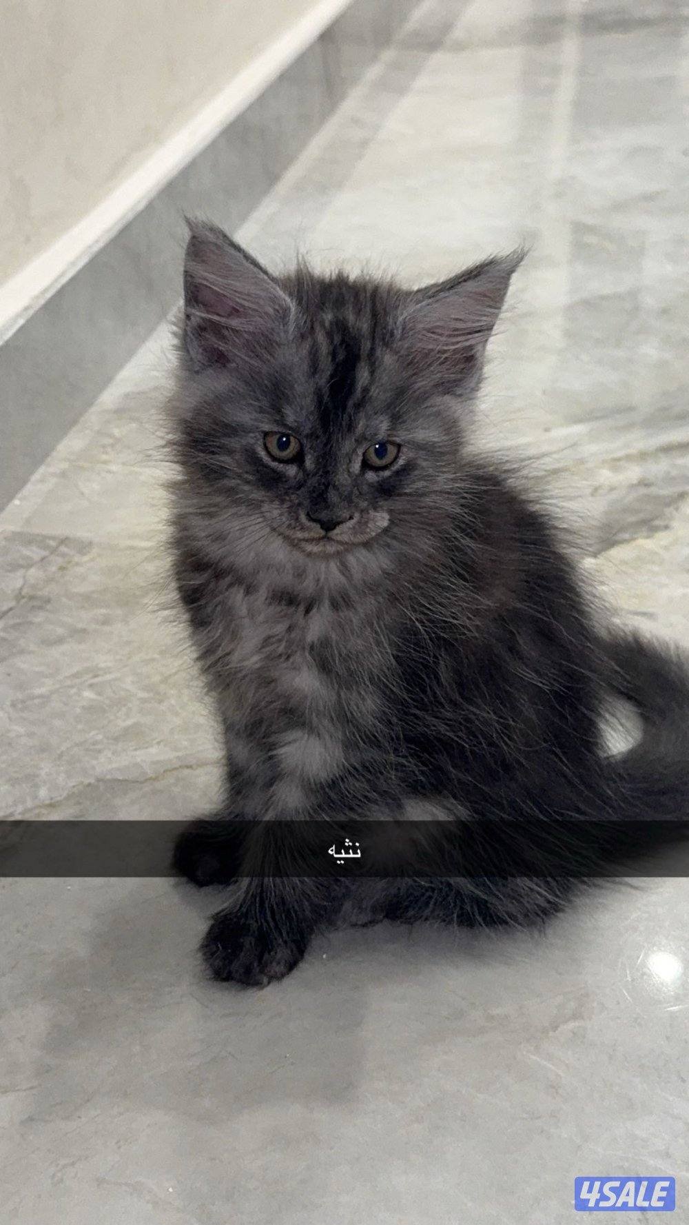 Pure Maine coon for sale xxl مايكون للبيع بيور xxl0