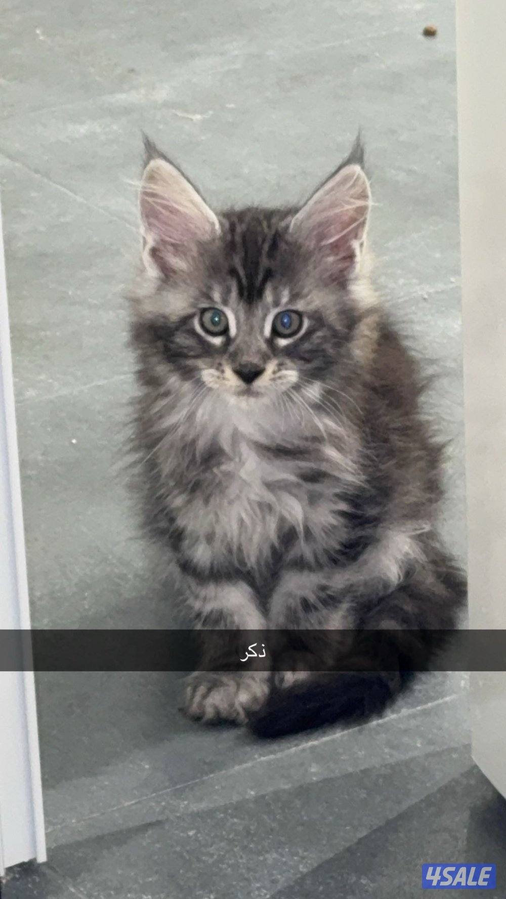 Pure Maine coon for sale xxl مايكون للبيع بيور xxl1