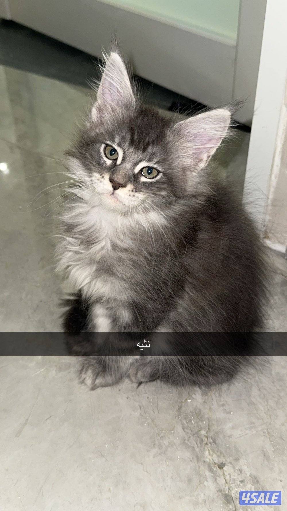 Pure Maine coon for sale xxl مايكون للبيع بيور xxl2