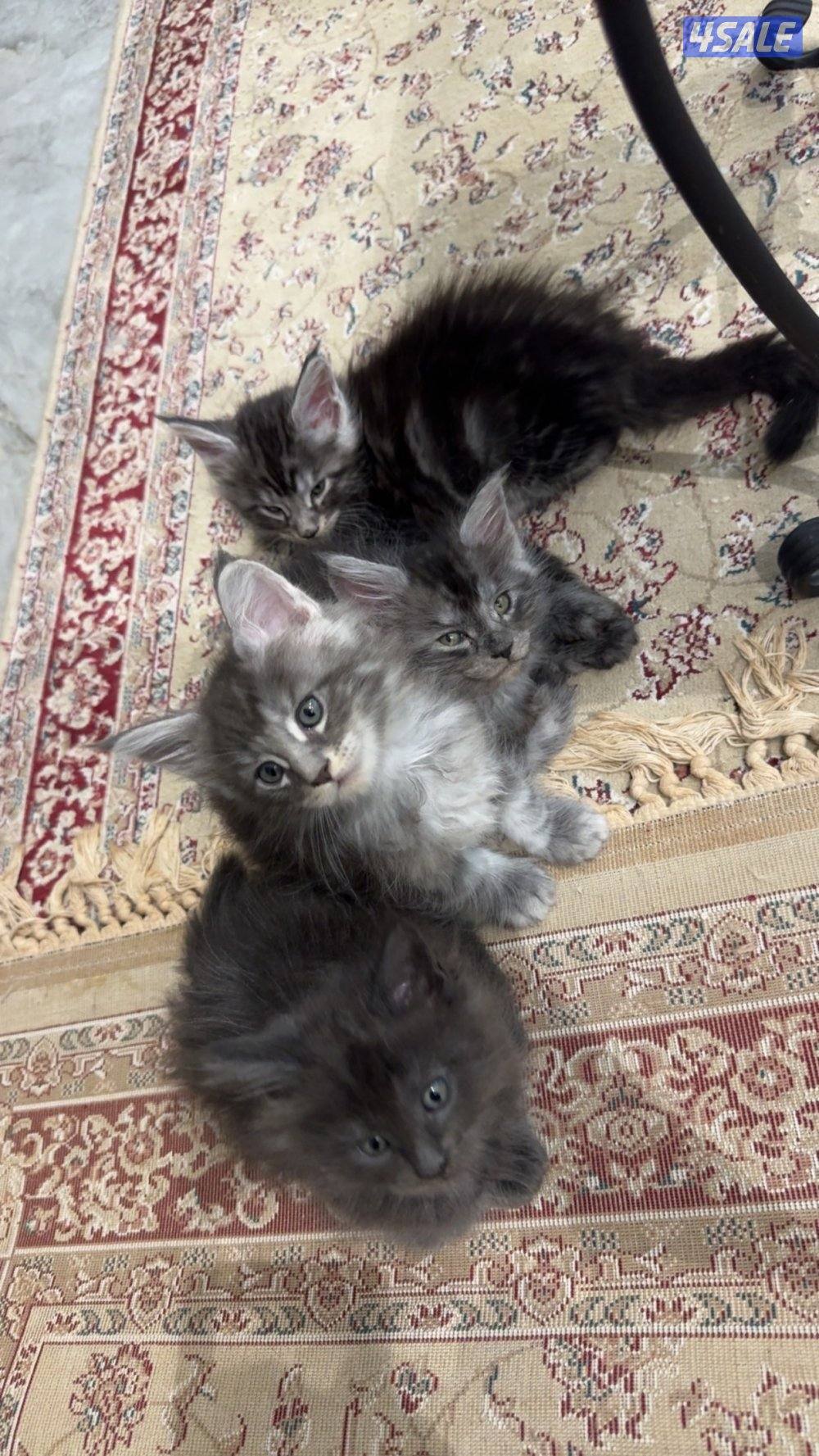 Pure Maine coon for sale xxl مايكون للبيع بيور xxl4