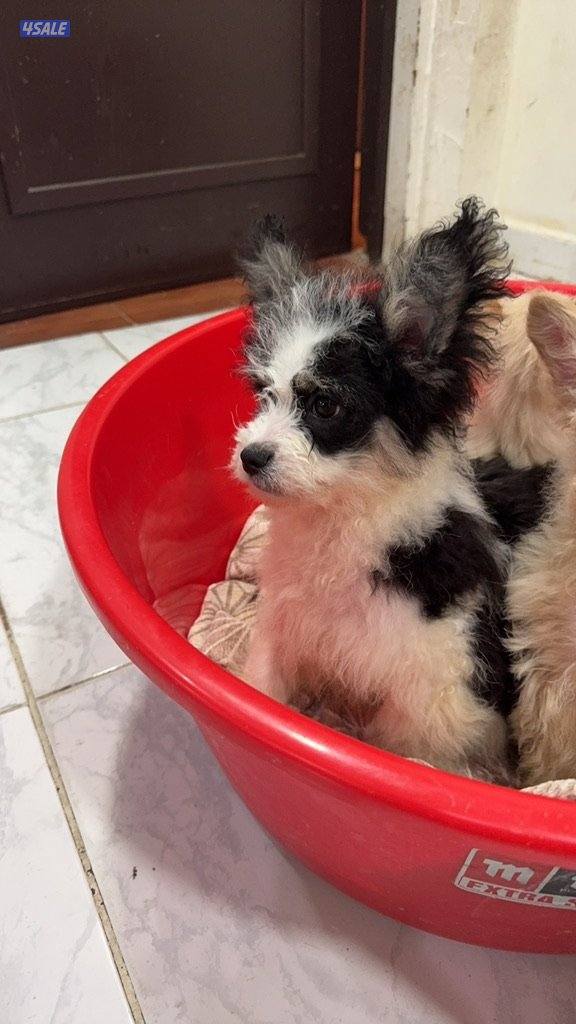 للبيع جلاب0