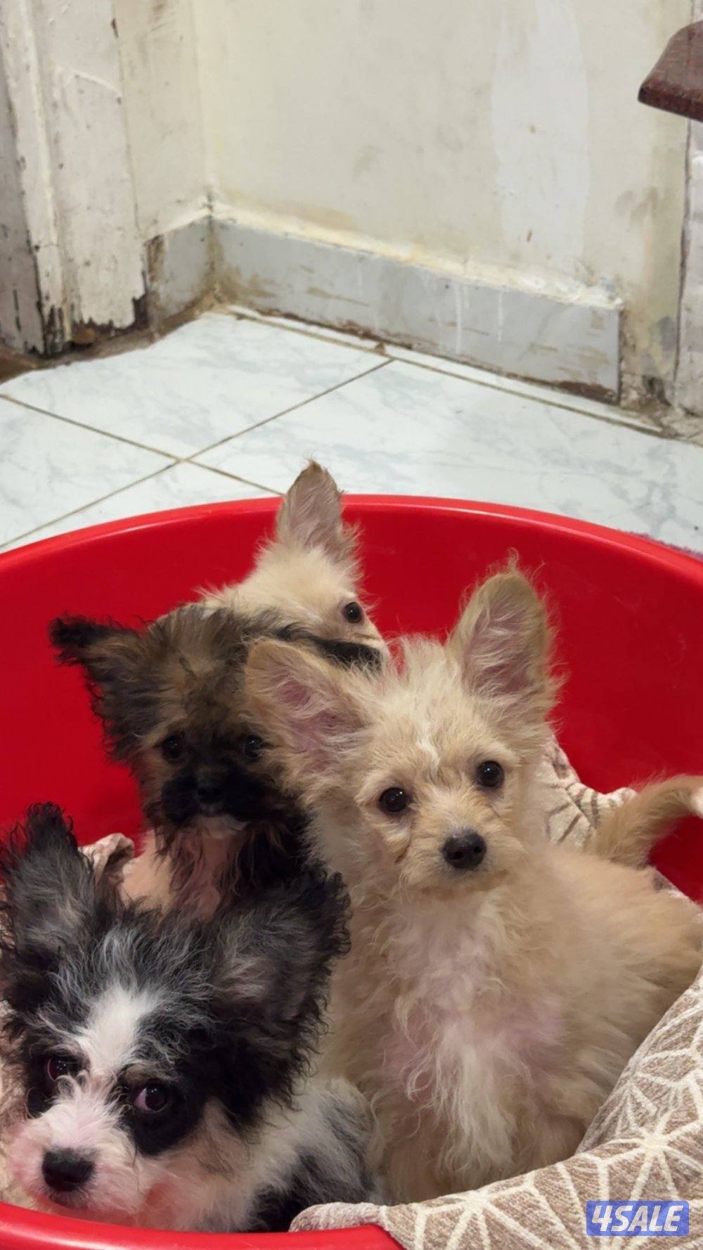 للبيع جلاب1