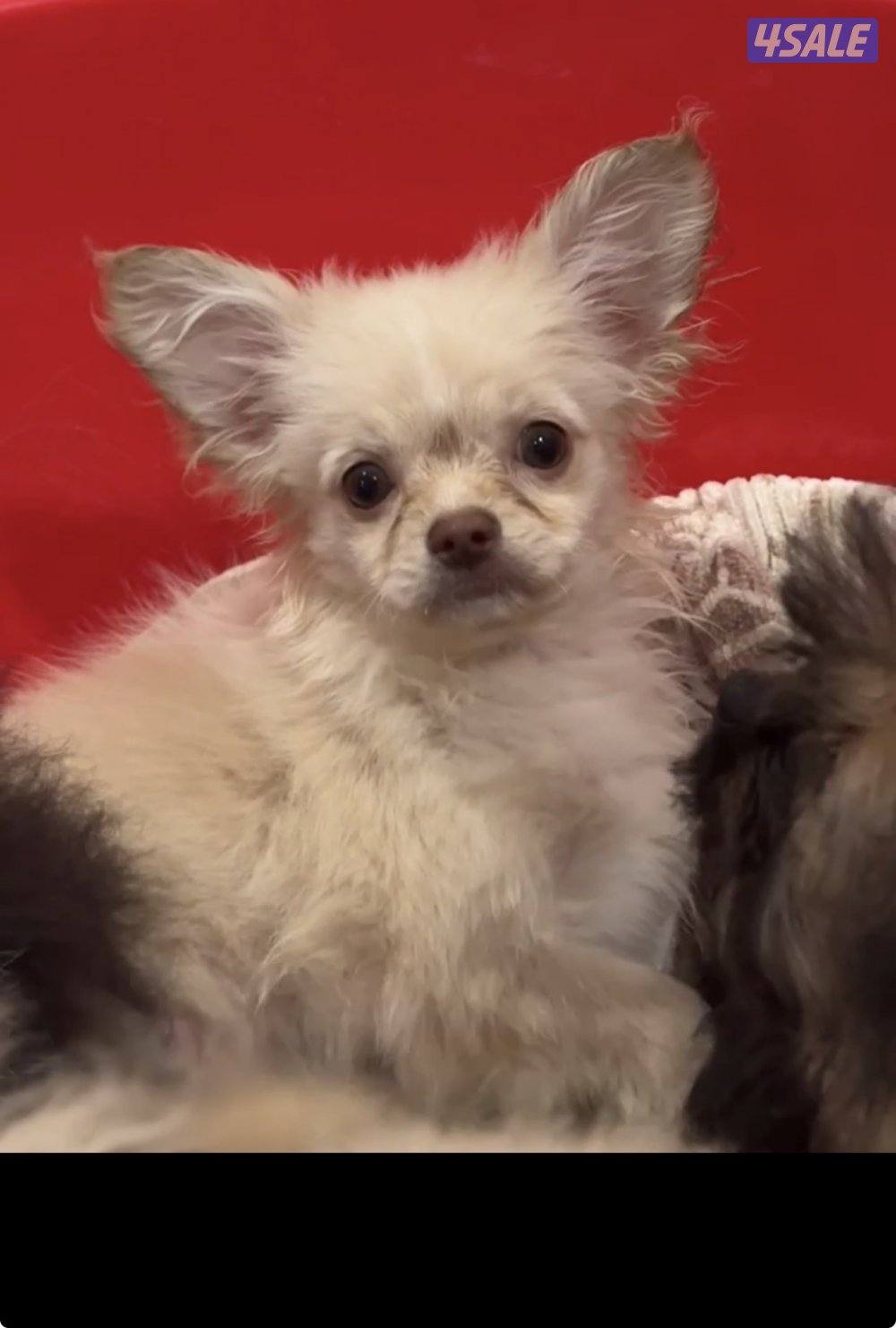 للبيع جلاب2