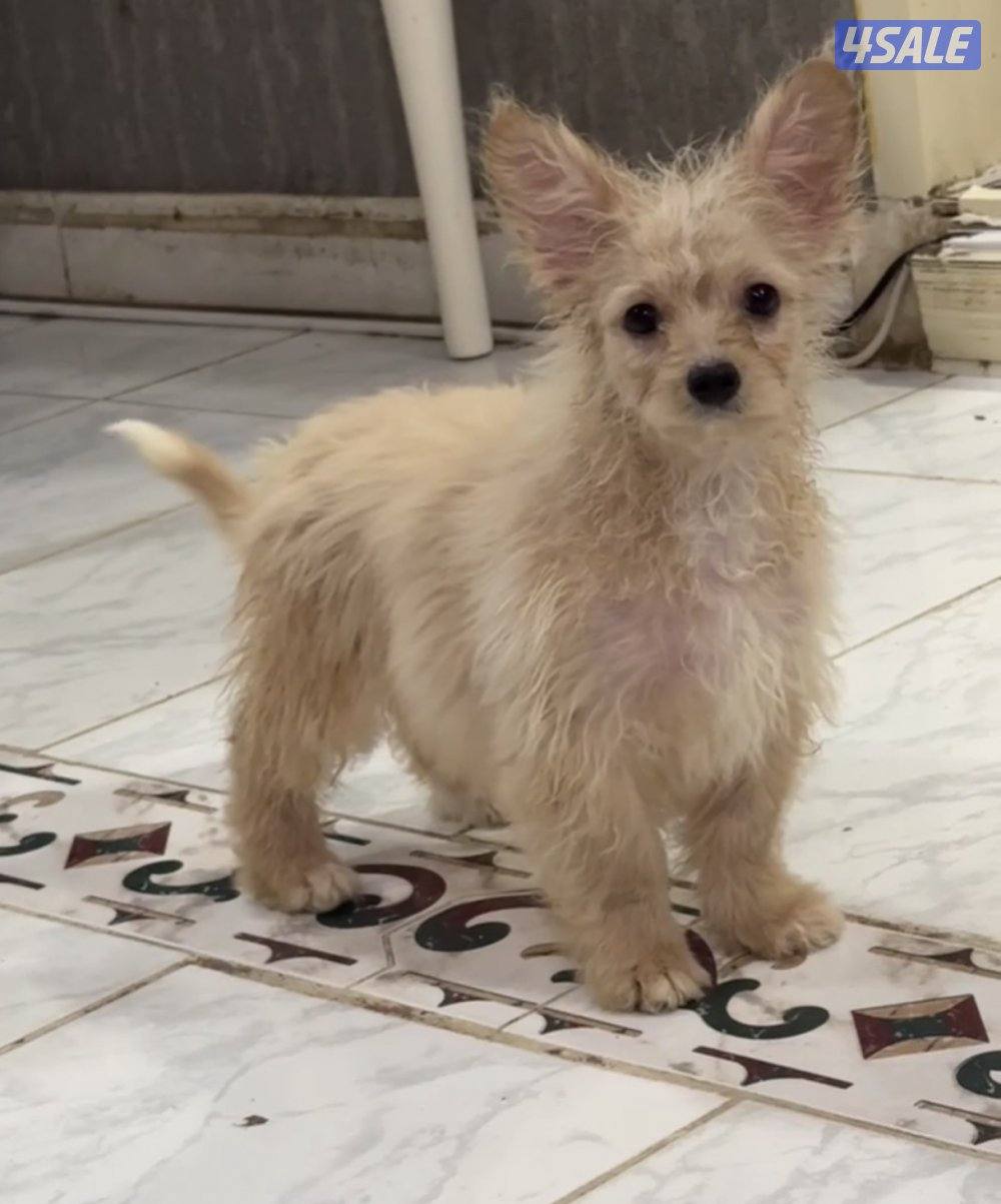 للبيع جلاب3