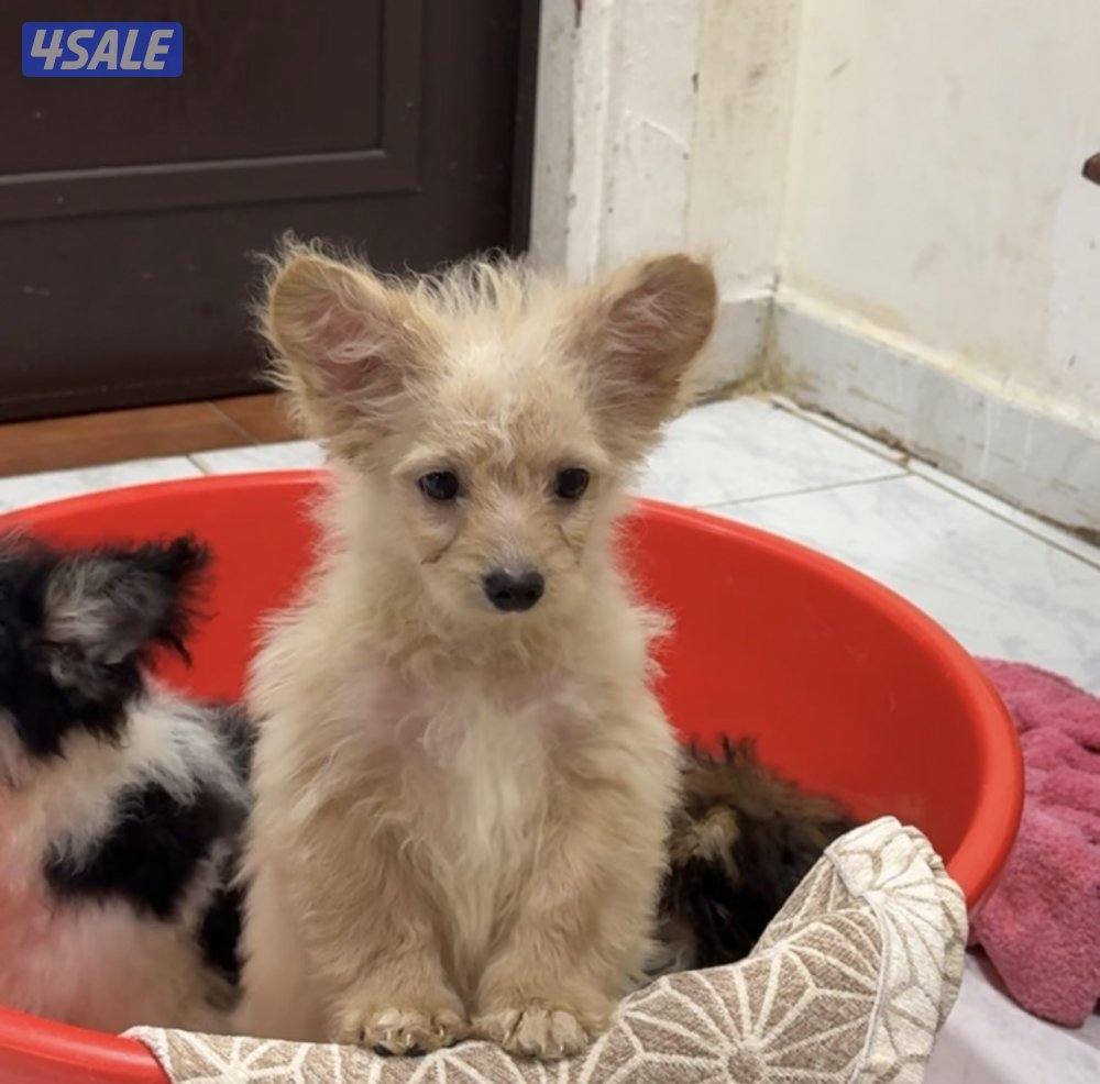 للبيع جلاب4