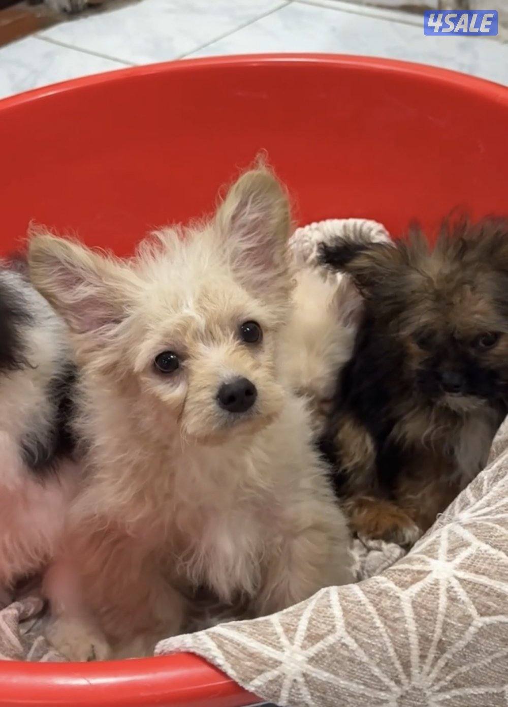 للبيع جلاب5