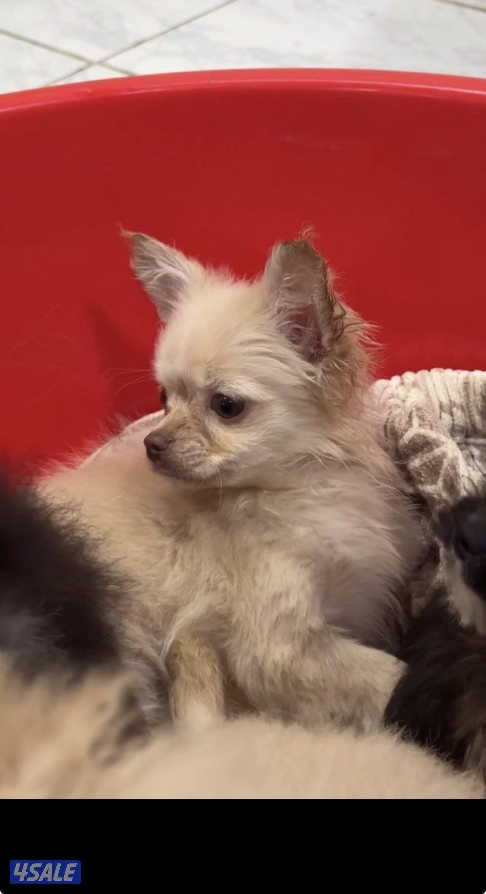 للبيع جلاب6