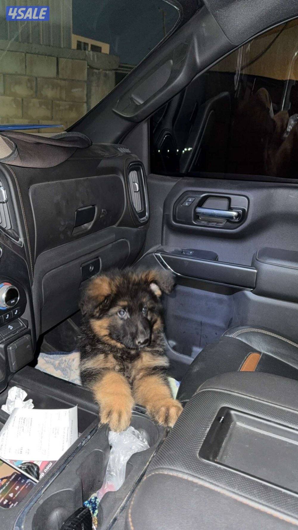 جلب جيرمن شبرد شولاين معاه بودقري0