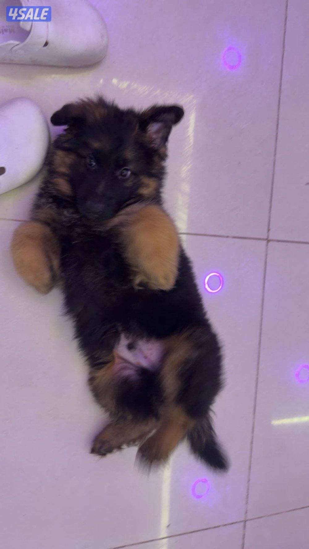 جلب جيرمن شبرد شولاين معاه بودقري1