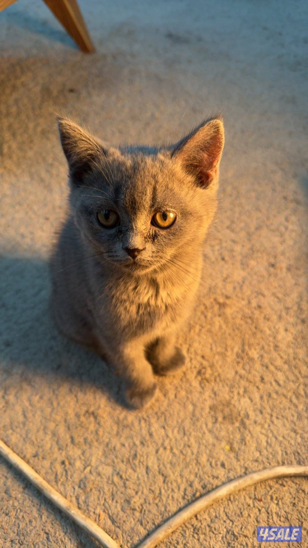 قطوة برتش كتن1