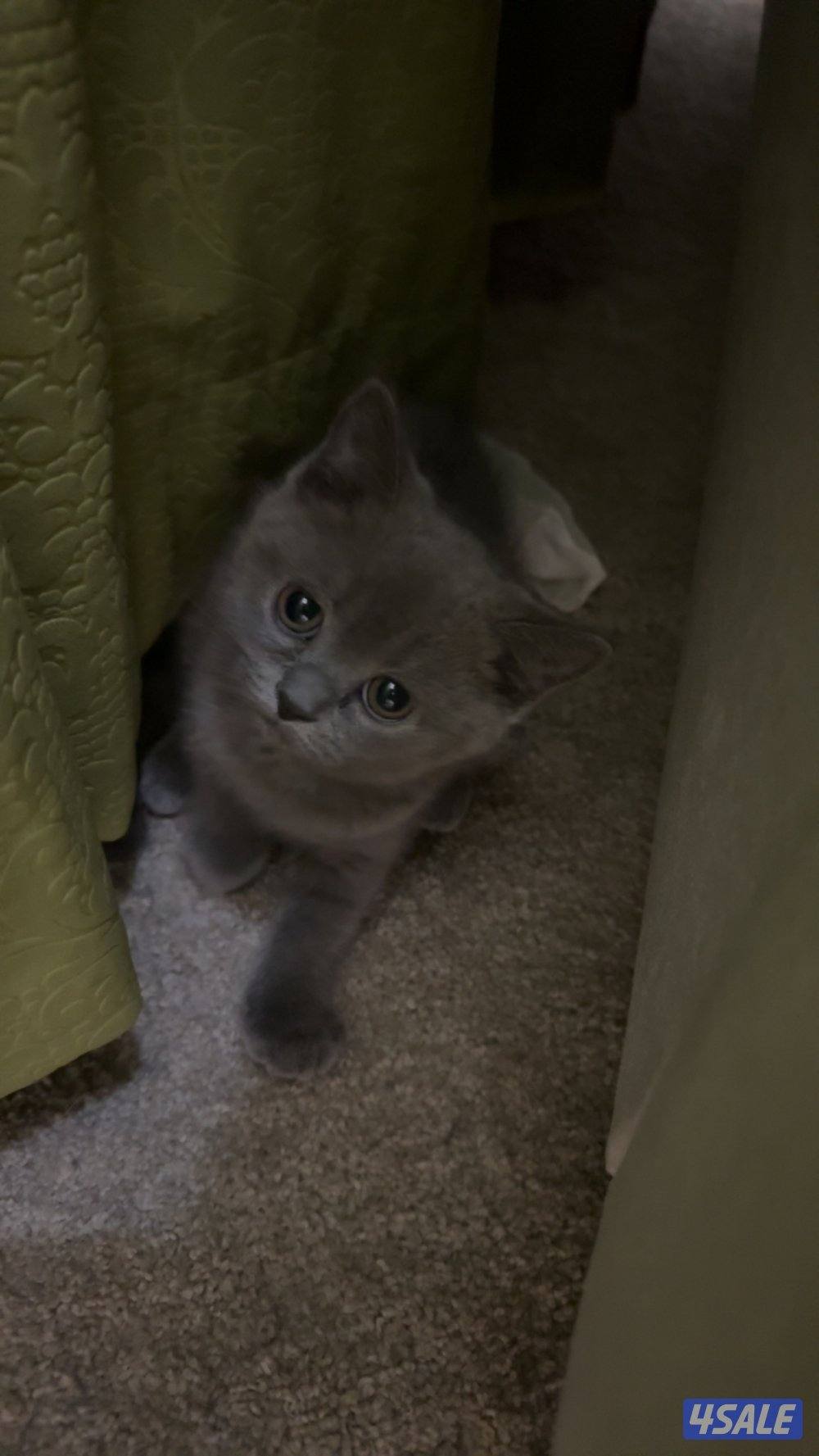 قطوة برتش كتن0