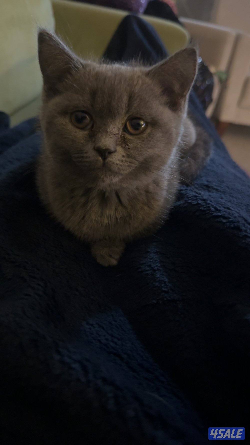 قطوة برتش كتن2