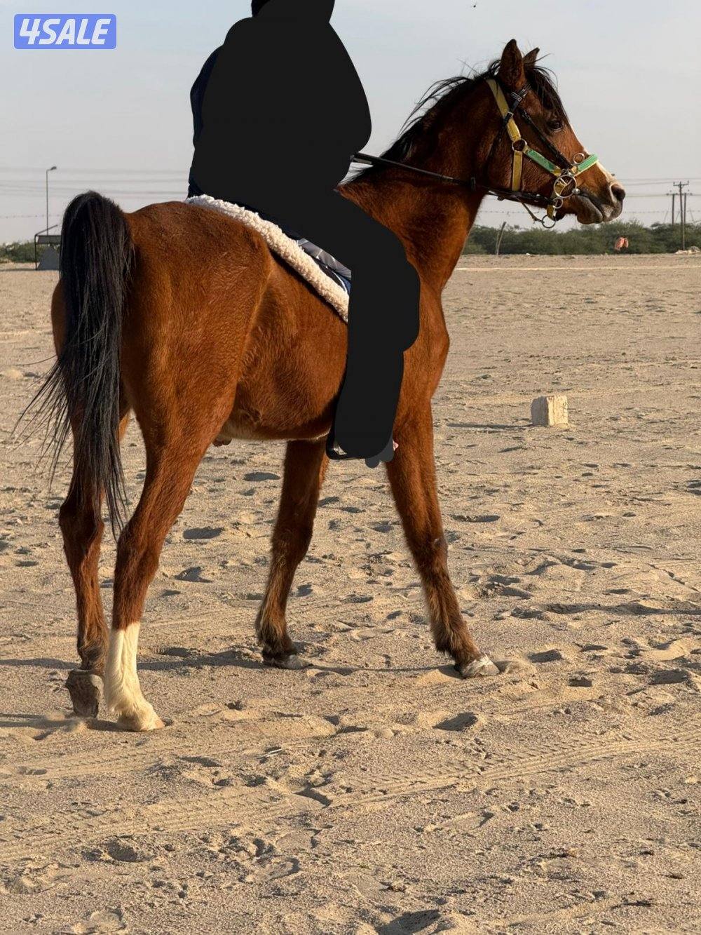 للبيع  فرسين ومهرين0