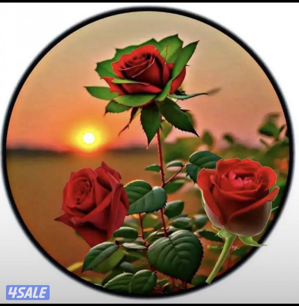 شقة للإيجار سوبر ديلوكس عدد ثلاث غرف غ الشغالة مع حمامها صالة كبيرة0