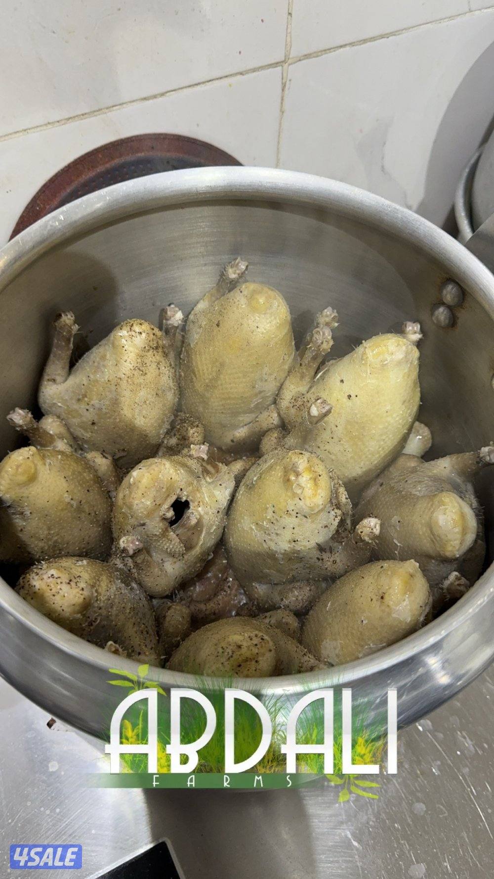 فروخ زاجل للاكل1