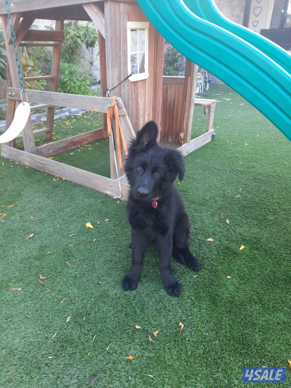 للبيع يرو نثيه جيرمن شيبرد رويال بلاك xxl0